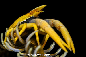 squat crab on feather star by Volker Lonz 